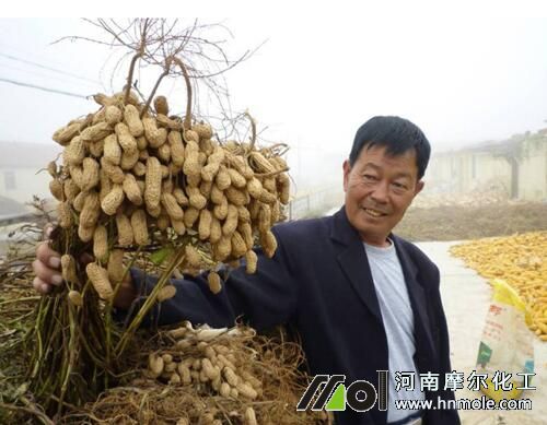 5563.jpg 花生結果期追施水溶肥