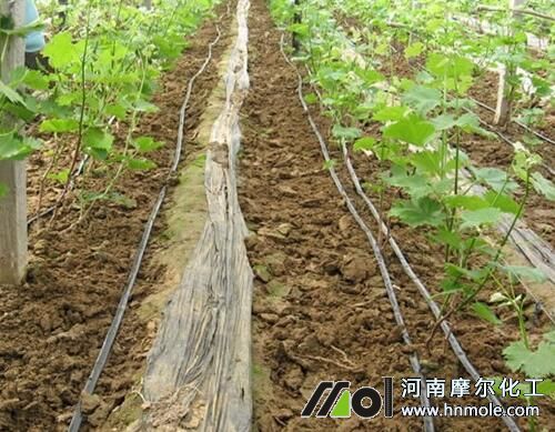 解決水溶肥滴灌堵塞噴頭現象 解決水溶肥滴灌堵塞噴頭現象