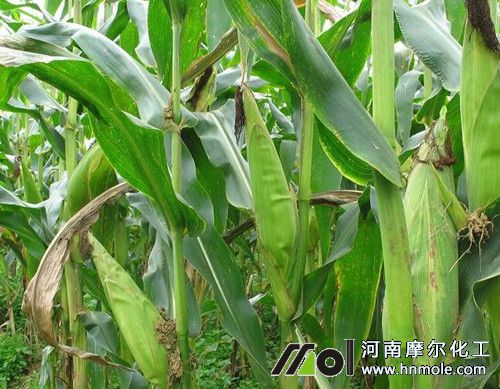 玉米施肥時間 玉米施肥時間