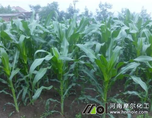玉米拔節期追施水溶肥 玉米拔節期追施水溶肥