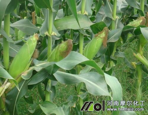 玉米攻粒期追施水溶肥 玉米攻粒期追施水溶肥