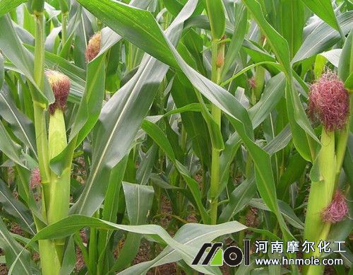 玉米孕穗期追施水溶肥 玉米孕穗期追施水溶肥