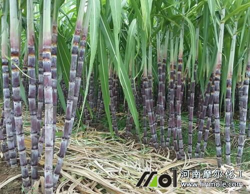 甘蔗需肥特點(diǎn) 甘蔗需肥特點(diǎn)