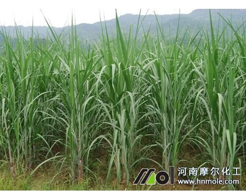 甘蔗苗期追施育苗水溶肥 甘蔗苗期追施育苗水溶肥