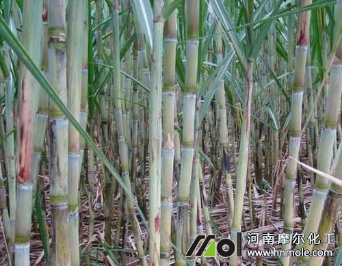 甘蔗分蘗期追施高氮鉀水溶肥 甘蔗分蘗期追施高氮鉀水溶肥