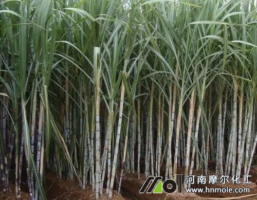甘蔗攻莖期追施超氮水溶肥 甘蔗攻莖期追施超氮水溶肥