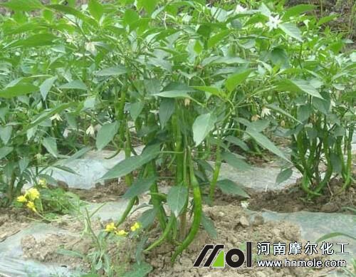 辣椒苗期追施水溶肥 辣椒苗期追施水溶肥