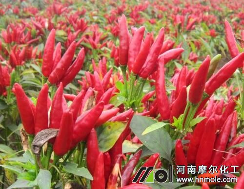 辣椒需肥規律 辣椒需肥規律