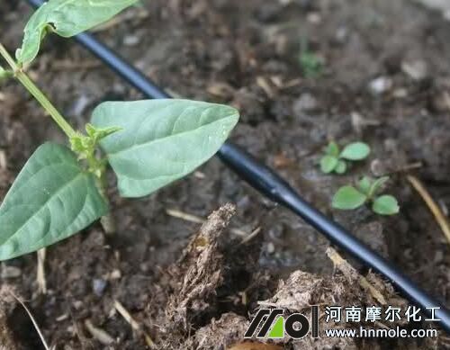 進口水溶肥好壞識別 進口水溶肥好壞識別