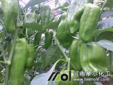 辣椒水溶肥效果 辣椒水溶肥效果