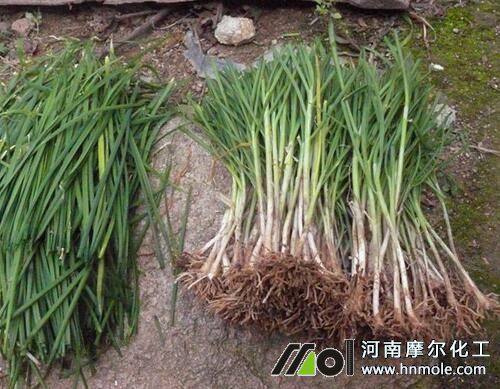 移栽韭菜施肥問題 移栽韭菜施肥問題