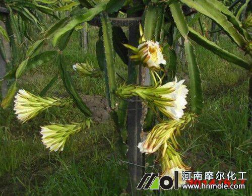 火龍果開花前噴施葉面肥 火龍果開花前噴施葉面肥