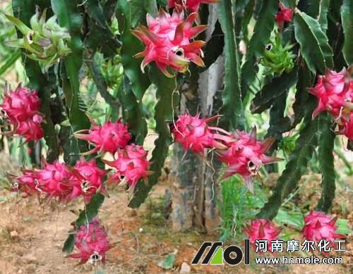 火龍果結(jié)果期噴施葉面肥 火龍果結(jié)果期噴施葉面肥