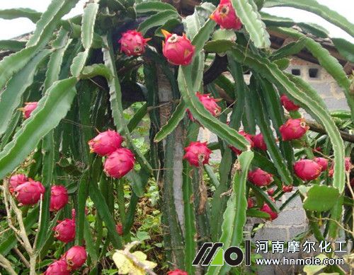 火龍果追肥 火龍果追肥