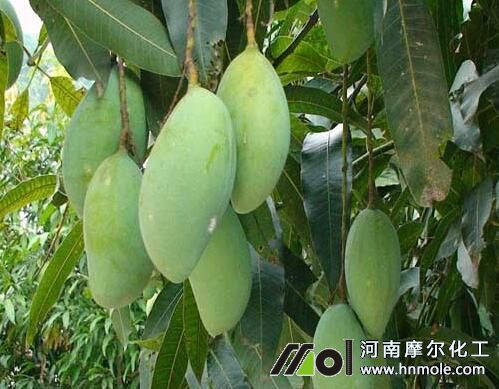 芒果種植肥料選擇 芒果種植肥料選擇