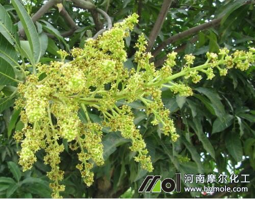 芒果催花肥 芒果催花肥
