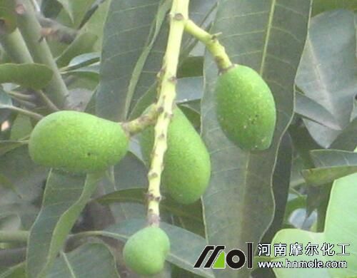 芒果壯果肥 芒果壯果肥