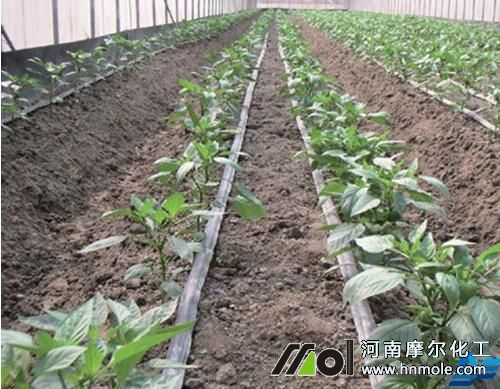 水溶肥好處4 水溶肥好處4