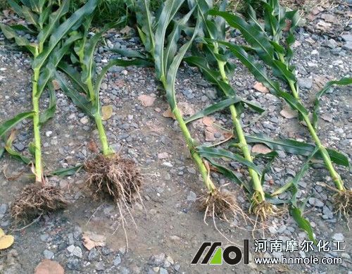 水溶肥效果觀(guān)摩 水溶肥效果觀(guān)摩