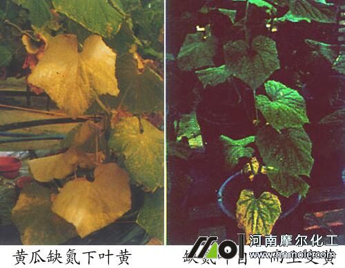 黃瓜缺氮表現(xiàn) 黃瓜缺氮表現(xiàn)