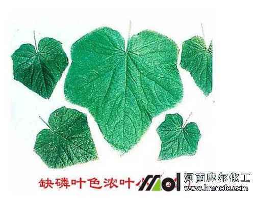 黃瓜缺磷表現(xiàn) 黃瓜缺磷表現(xiàn)