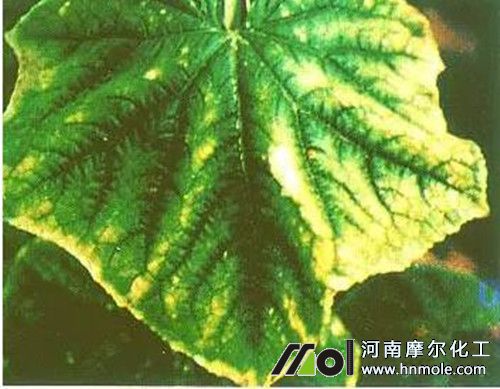 黃瓜缺鉀表現(xiàn) 黃瓜缺鉀表現(xiàn)