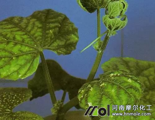 黃瓜缺鈣表現(xiàn) 黃瓜缺鈣表現(xiàn)