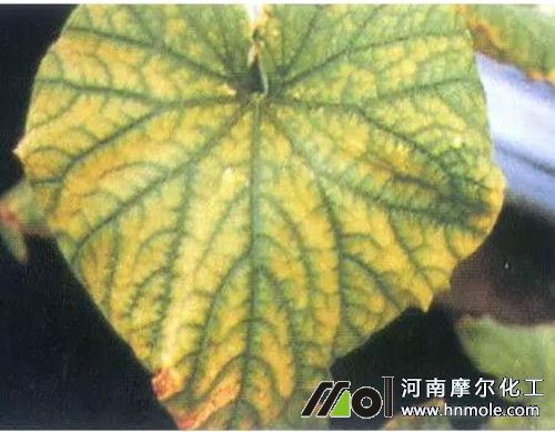 黃瓜缺鋅表現(xiàn) 黃瓜缺鋅表現(xiàn)