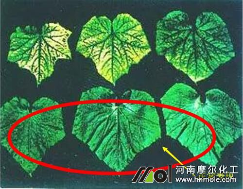 黃瓜缺鎂表現(xiàn) 黃瓜缺鎂表現(xiàn)