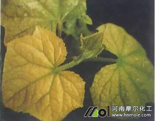 黃瓜缺鐵表現(xiàn) 黃瓜缺鐵表現(xiàn)