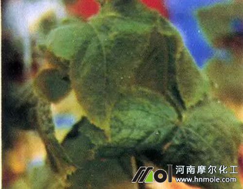 黃瓜缺硼表現(xiàn) 黃瓜缺硼表現(xiàn)