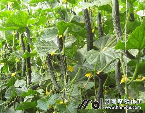 進(jìn)口水溶肥黃瓜高產(chǎn)施肥方案 進(jìn)口水溶肥黃瓜高產(chǎn)施肥方案