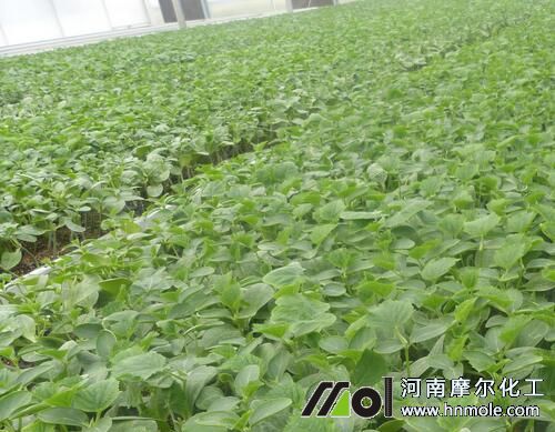 黃瓜苗期追施水溶肥 黃瓜苗期追施水溶肥