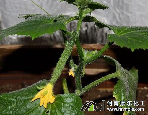 黃瓜花前追施水溶肥 黃瓜花前追施水溶肥