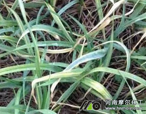 大蒜葉子發(fā)黃原因 大蒜葉子發(fā)黃原因