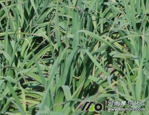 大蒜施肥注意事項(xiàng) 大蒜施肥注意事項(xiàng)