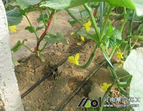 水溶肥滴灌 水溶肥滴灌