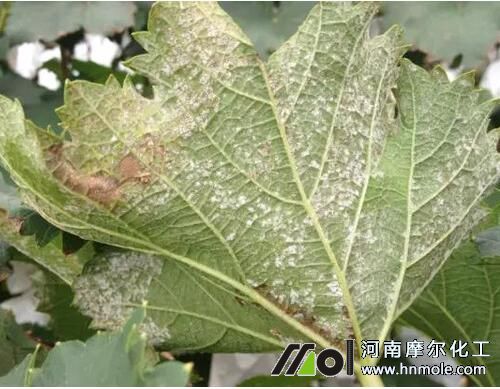 葡萄霜霉病癥狀 葡萄霜霉病癥狀