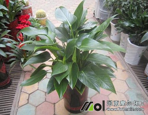 盆栽花葉面肥噴施時間 盆栽花葉面肥噴施時間