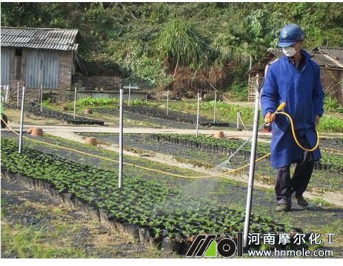 花木葉面肥噴施技術 花木葉面肥噴施技術