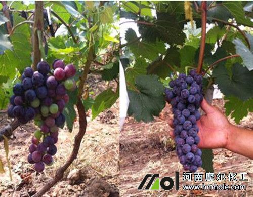 水溶肥效果對(duì)比 水溶肥效果對(duì)比