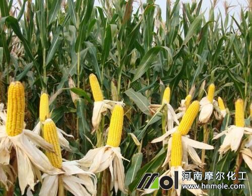 玉米畝產量 玉米畝產量