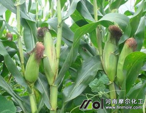 玉米高產施肥方法 玉米高產施肥方法