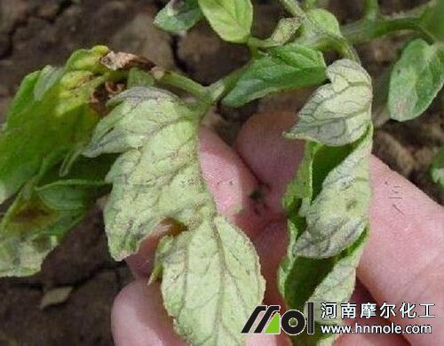 西紅柿缺磷現象 西紅柿缺磷現象