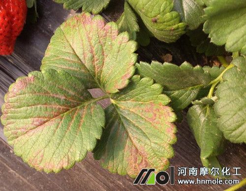 草莓缺鉀癥狀 草莓缺鉀癥狀