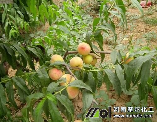 水溶肥使用效果 水溶肥使用效果