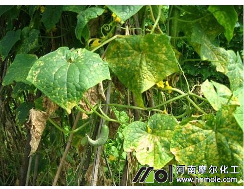 黃瓜施肥過(guò)多現(xiàn)象 黃瓜施肥過(guò)多現(xiàn)象