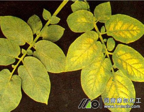 土豆缺鎂癥狀 土豆缺鎂癥狀