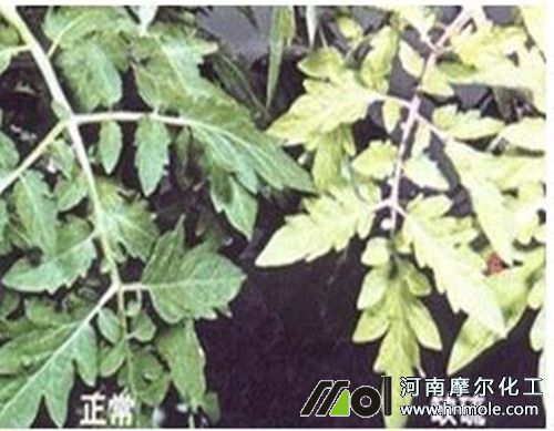 西紅柿缺硫癥狀 西紅柿缺硫癥狀