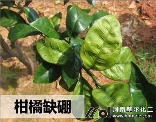 柑橘缺硼癥狀 柑橘缺硼癥狀
